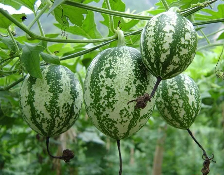 14 bài thuốc chữa bệnh từ cây qua lâu 2 Bài thuốc chữa bệnh từ cây qua lâu