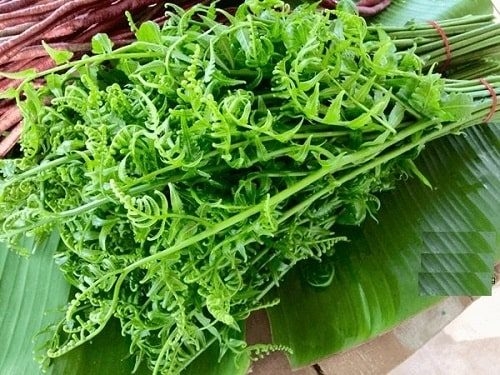 Một số bài thuốc chữa bệnh từ cây rau dớn 1 Công dụng chữa bệnh từ cây rau dớn