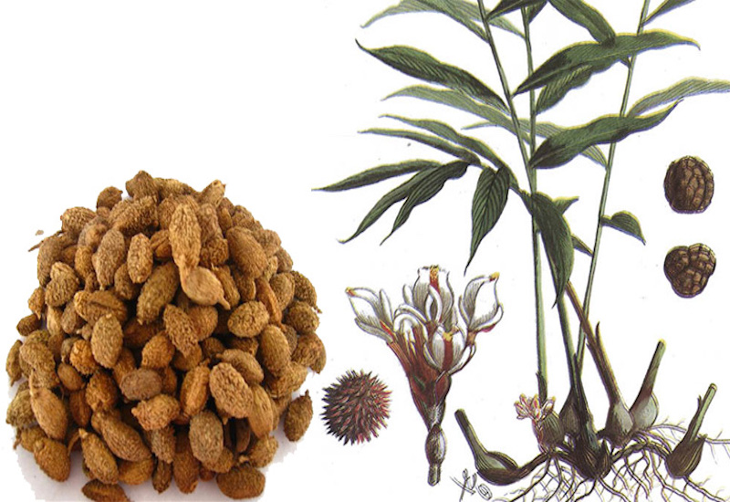 Các bài thuốc chữa bệnh từ cây sa nhân hiệu quả 1 Chữa bệnh từ cây sa nhân