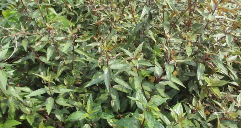 Bài thuốc chữa bệnh từ cây thuốc dòi