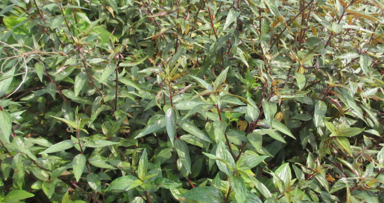Tác dụng chữa bệnh từ cây thuốc dòi trong Đông y 1 Tác dụng chữa bệnh từ cây thuốc dòi