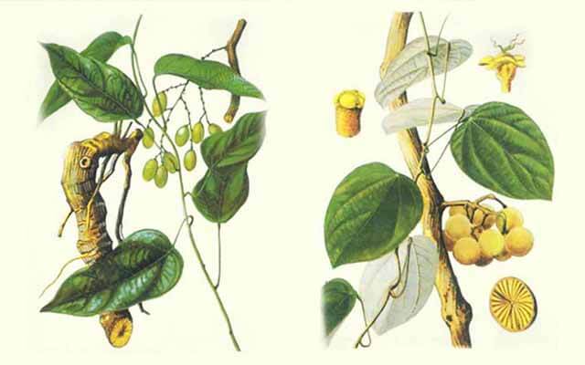 Các bài thuốc chữa bệnh từ cây vàng đắng