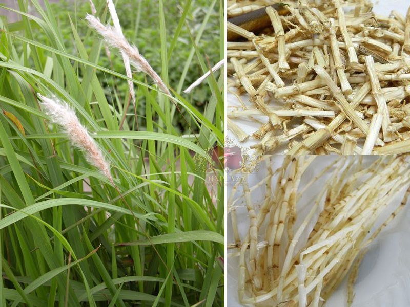 Tổng hợp 20+ bài thuốc chữa bệnh từ bạch mao căn 1 Bài thuốc chữa bệnh bằng bạch mao căn