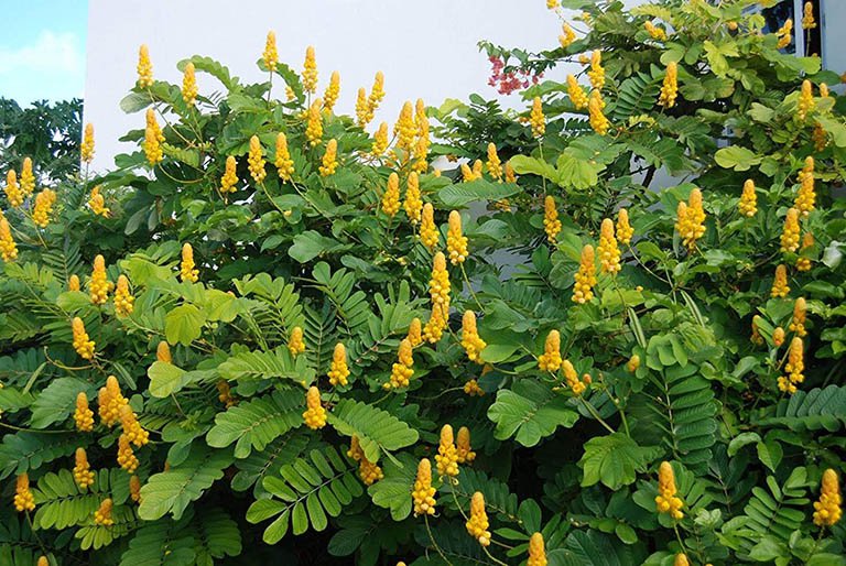 Một số bài thuốc chữa bệnh từ cây muồng trâu 1 Công dụng chữa bệnh từ cây muồng trâu