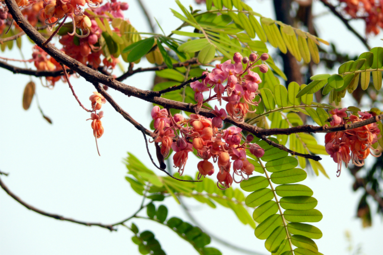 Một số bài thuốc chữa bệnh từ cây ô môi hiệu quả 1 Bài thuốc chữa bệnh từ cây ô môi