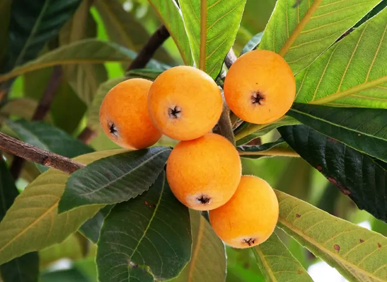 Chữa bệnh từ cây tì bà