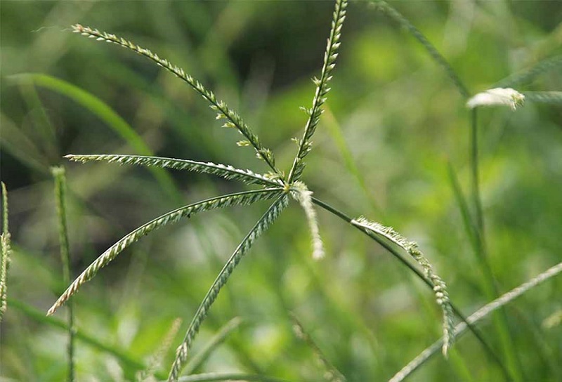 Một số bài thuốc hay chữa bệnh từ cỏ mần trầu 1 Chữa bệnh từ cỏ mần trầu