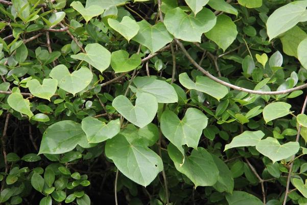 Bài thuốc chữa bệnh từ dây đau xương