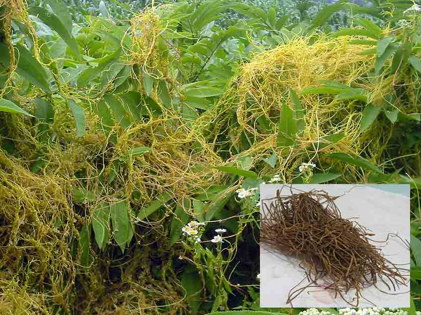 Những bài thuốc chữa bệnh từ dây tờ hồng vàng 3 chua benh tu day to hong vang 2328833