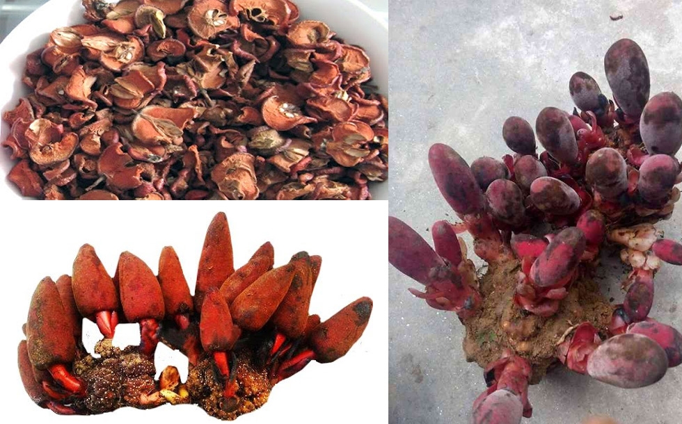 Công dụng và các bài thuốc chữa bệnh từ nấm ngọc cẩu 1 chua benh tu nam ngoc cau 284378321