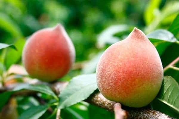 Một số bài thuốc chữa bệnh từ quả đào cho bạn đọc tham khảo 1 Bài thuốc chữa bệnh từ quả đào