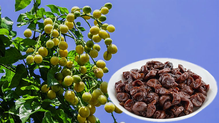 Bài thuốc chữa bệnh từ cây quất hồng bì
