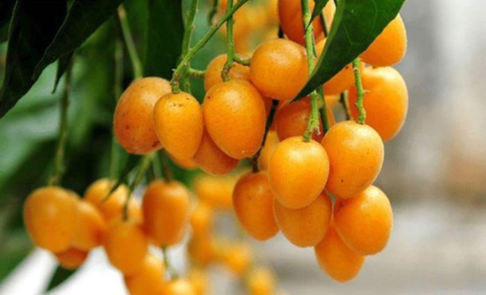 Một số bài thuốc chữa bệnh từ quất hồng bì 1 Chữa bệnh từ cây quất hồng bì