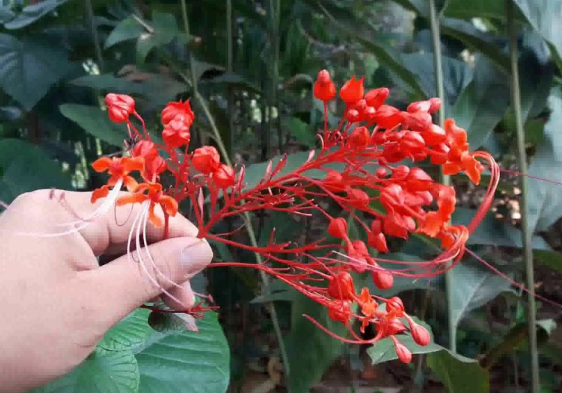 Một số bài thuốc chữa bệnh từ xích đồng nam