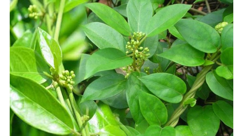 Chữa bệnh tiểu đường với một số cây thuốc Nam hiệu quả 1 Dây thìa canh chữa bệnh tiểu đường