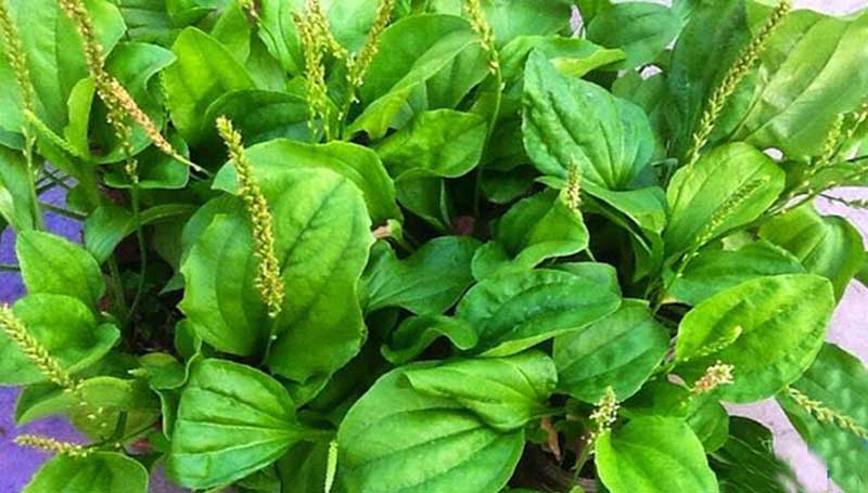 Chữa bệnh tiểu đường với một số cây thuốc Nam hiệu quả 3 Cây mã đề chữa bệnh tiểu đường