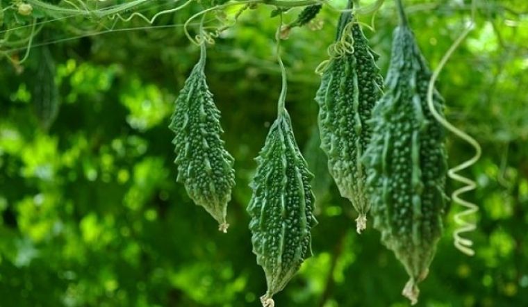Chữa bệnh tiểu đường với một số cây thuốc Nam hiệu quả 2 Khổ qua rừng chữa bệnh tiểu đường