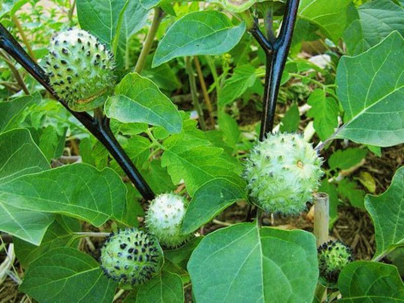 Lưu ý khi chữa bệnh từ cà độc dược