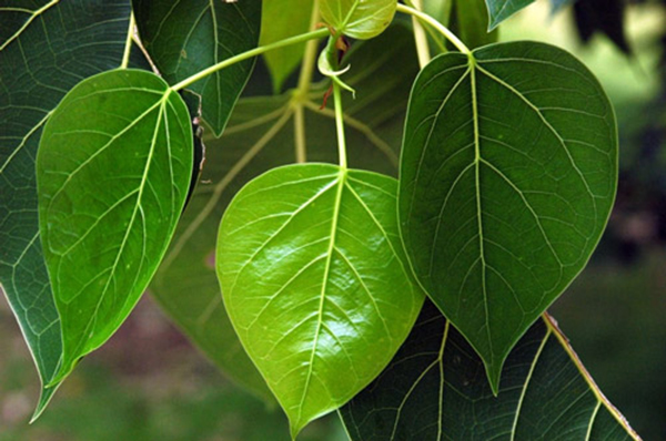 Một số bài thuốc hay chữa bệnh từ cây bồ đề 1 Chữa bệnh từ cây bồ đề
