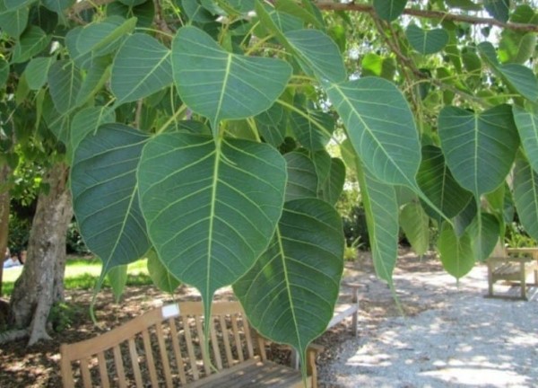Bài thuốc chữa bệnh từ cây bồ đề