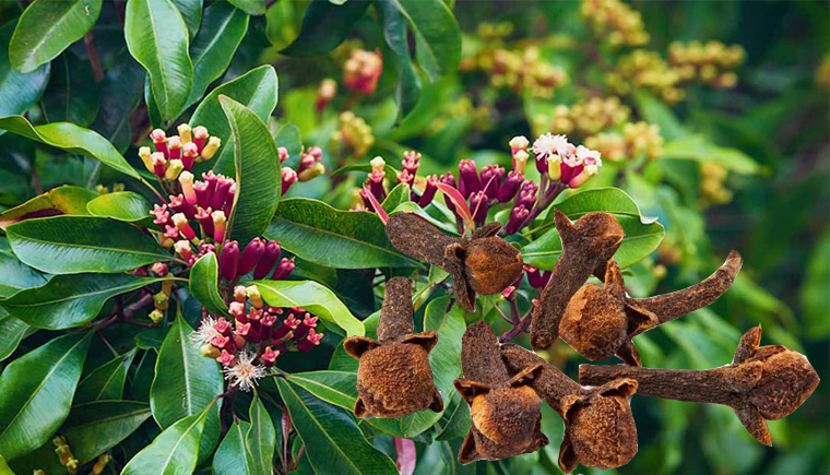 Một số bài thuốc chữa bệnh từ cây đinh hương đơn giản 1 Bài thuốc chữa bệnh từ cây đinh hương