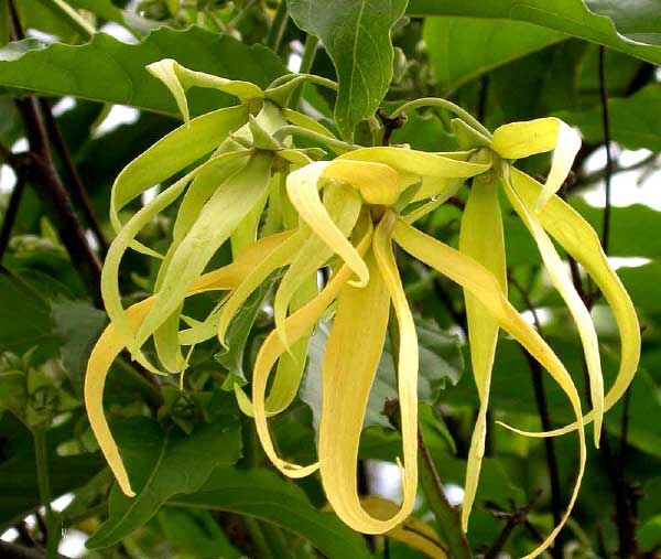 Những bài thuốc dân gian hay chữa bệnh từ cây hoa dẻ 1 Công dụng chữa bệnh của cây hoa dẻ
