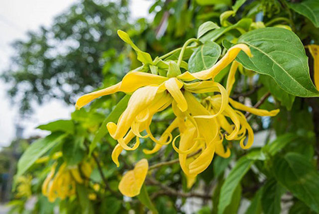 Những bài thuốc dân gian hay chữa bệnh từ cây hoa dẻ 2 Những bài thuốc chữa bệnh từ cây hoa dẻ