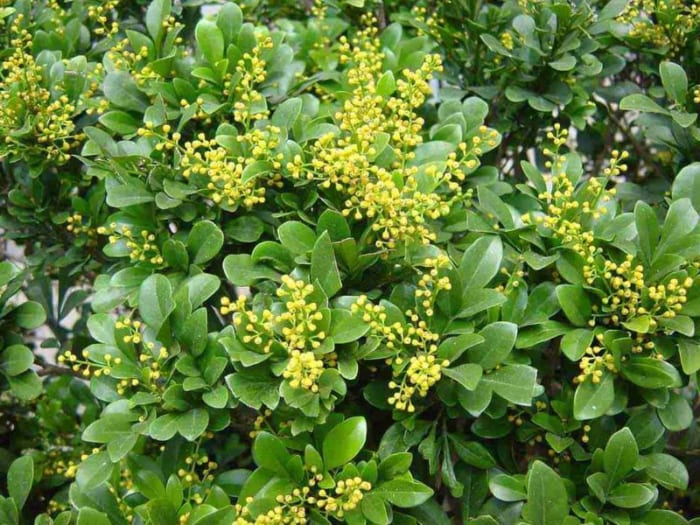 Chữa bệnh từ cây ngâu