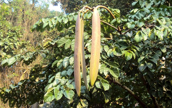 Bài thuốc chữa bệnh từ cây núc nác