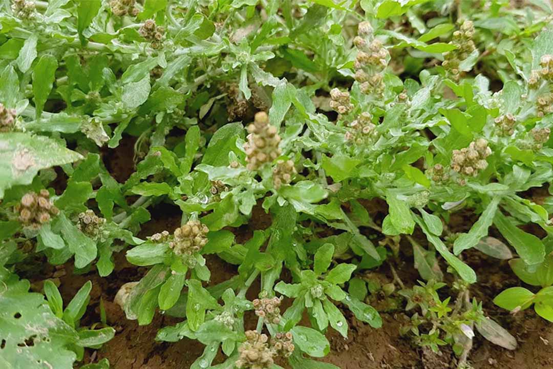 Bài thuốc chữa bệnh từ cây rau khúc