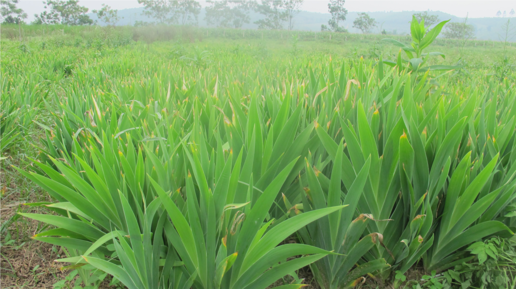 Những bài thuốc hay chữa bệnh từ cây rẻ quạt đơn giản dễ thực hiện 2 Chữa bệnh từ cây rẻ quạt