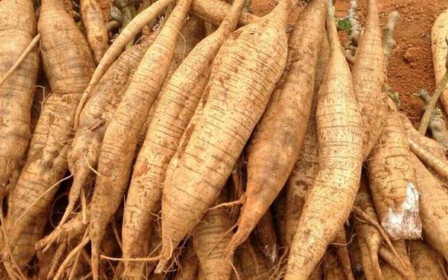 Bài thuốc chữa bệnh từ củ sắn dây hiệu quả