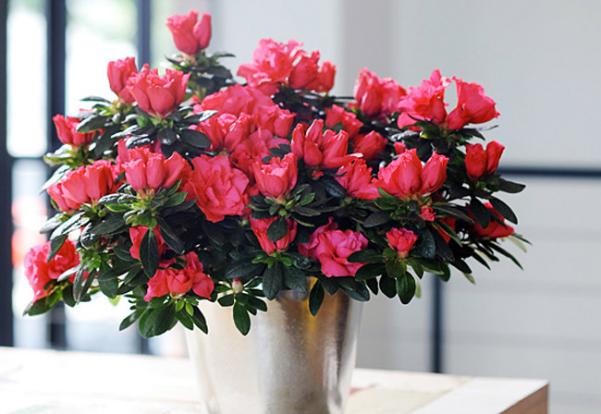 Những công dụng và bài thuốc hay chữa bệnh từ cây đỗ quyên 1 Công dụng chữa bệnh từ cây đỗ quyên