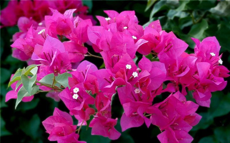 Tổng hợp 11 bài thuốc chữa bệnh từ cây hoa giấy hiệu quả 2 Chữa bệnh từ cây hoa giấy