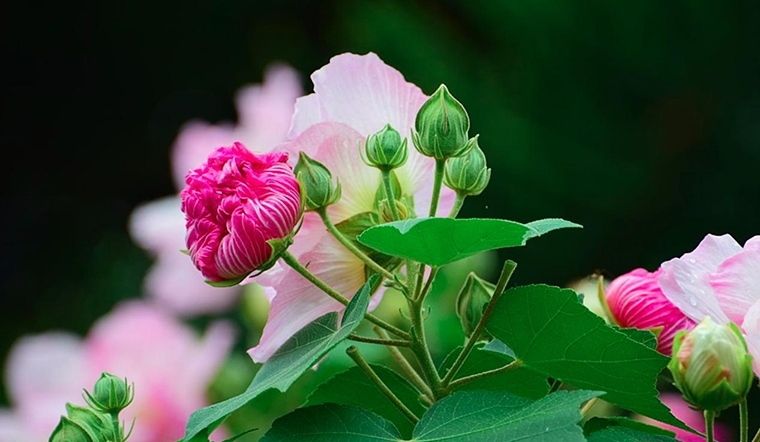 Bài thuốc chữa bệnh từ cây phù dung