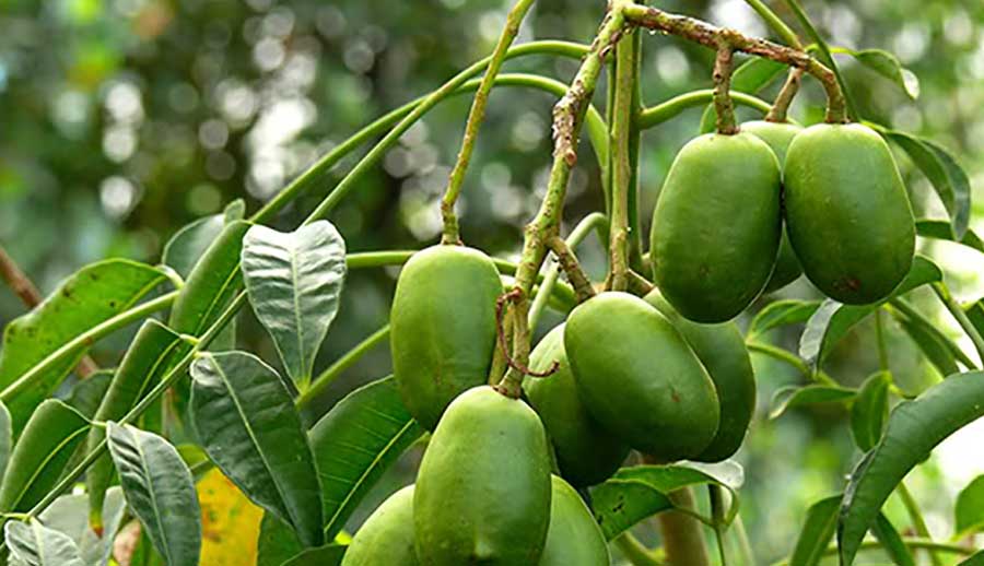 Công dụng và một số bài thuốc chữa bệnh từ quả cóc 1 Chữa bệnh từ quả cóc