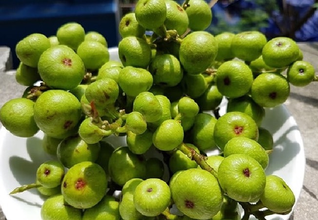 Tổng hợp công dụng và bài thuốc chữa bệnh từ quả sung 1 Chữa bệnh từ quả sung