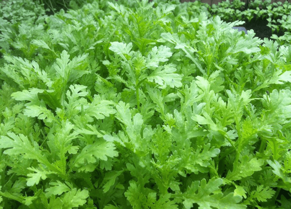 Bài thuốc chữa bệnh từ rau cải cúc