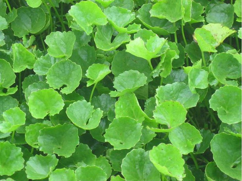 Chữa cảm nắng bằng rau má