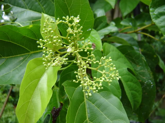 Chữa gan nhiễm mỡ từ cây vọng cách