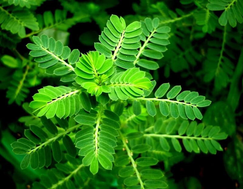Chữa gan nhiễm mỡ bằng những cây thuốc Nam quen thuộc 1 Cây chó đẻ chữa gan nhiễm mỡ hiệu quả
