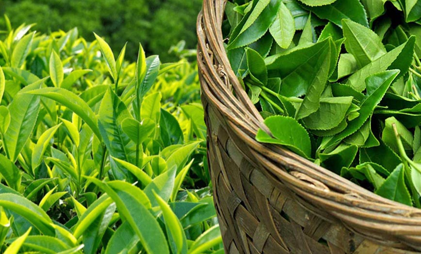 Một số bài thuốc chữa rôm sảy, mẩn ngứa từ cây lá trong vườn 1 Chữa rôm sảy từ chè xanh