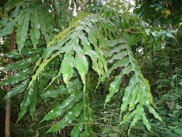 Đặc điểm, công dụng, bài thuốc chữa bệnh từ cây bàn tay 2 Công dụng chữa bệnh từ cây bàn tay