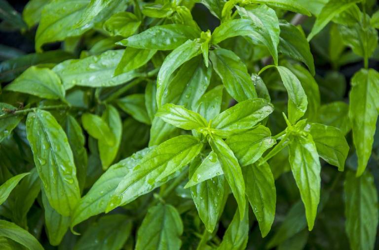Tham khảo một số bài thuốc chữa bệnh từ cây bìm bịp 3 Chữa bệnh từ cây bìm bịp