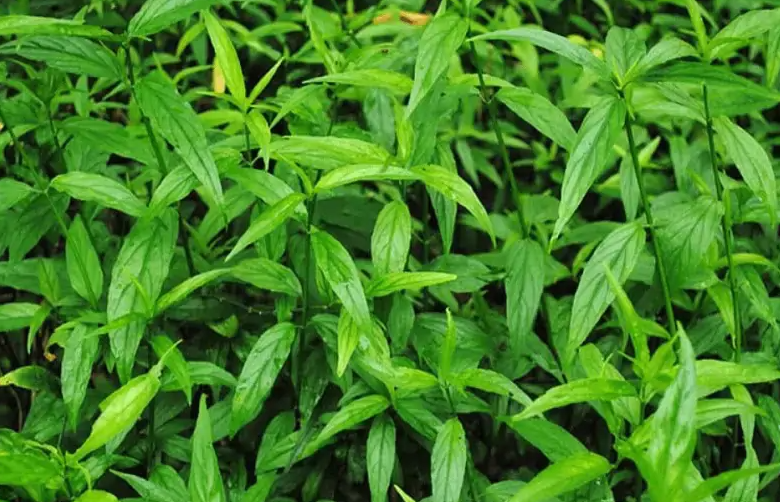 Tham khảo một số bài thuốc chữa bệnh từ cây bìm bịp 1 Công dụng chữa bệnh từ cây bìm bịp