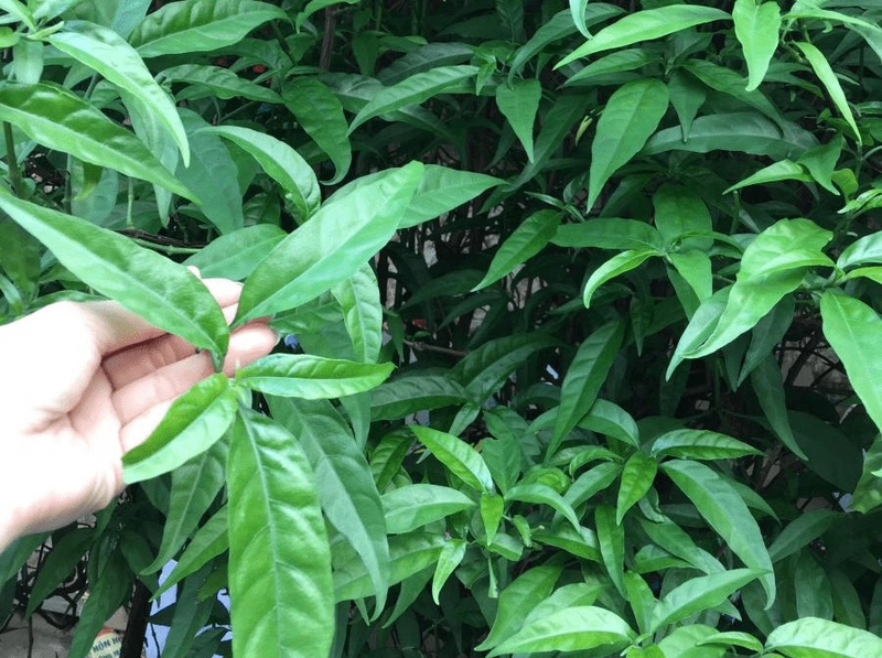 Tham khảo một số bài thuốc chữa bệnh từ cây bìm bịp 2 Bài thuốc chữa bệnh từ cây bìm bịp