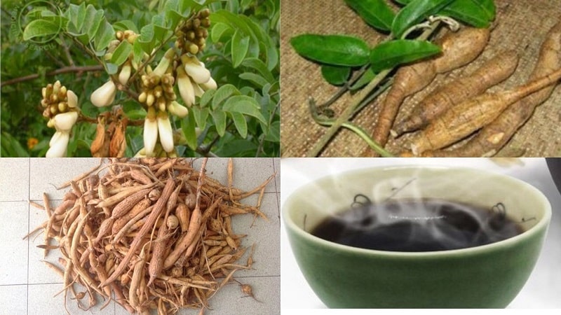 Các bài thuốc chữa bệnh từ cây cát sâm trong Đông y 2 Bài thuốc chữa bệnh từ cát sâm trong Đông y