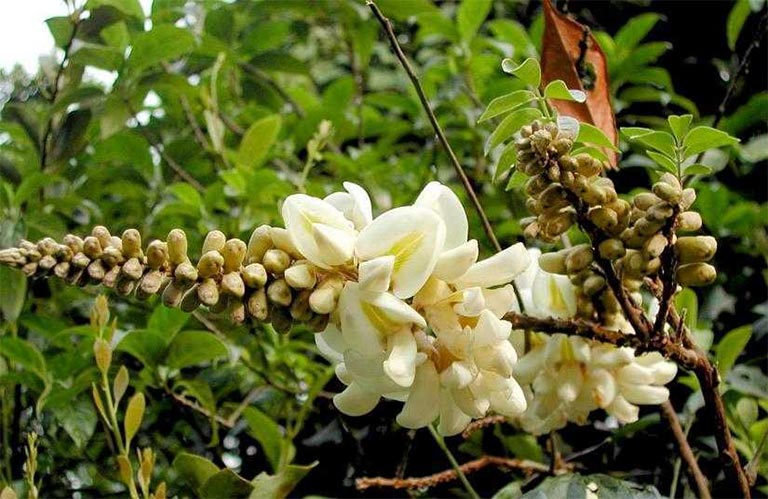 Các bài thuốc chữa bệnh từ cây cát sâm trong Đông y 1 Chữa bệnh từ cây cát sâm