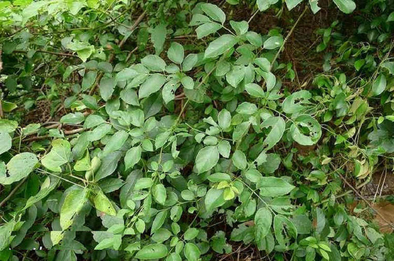 Chữa bệnh từ cây chè dây
