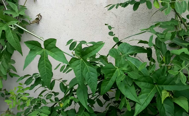 Chữa bệnh từ cây chìa vôi với các bài thuốc Đông y 2 Bài thuốc chữa bệnh từ cây chìa vôi